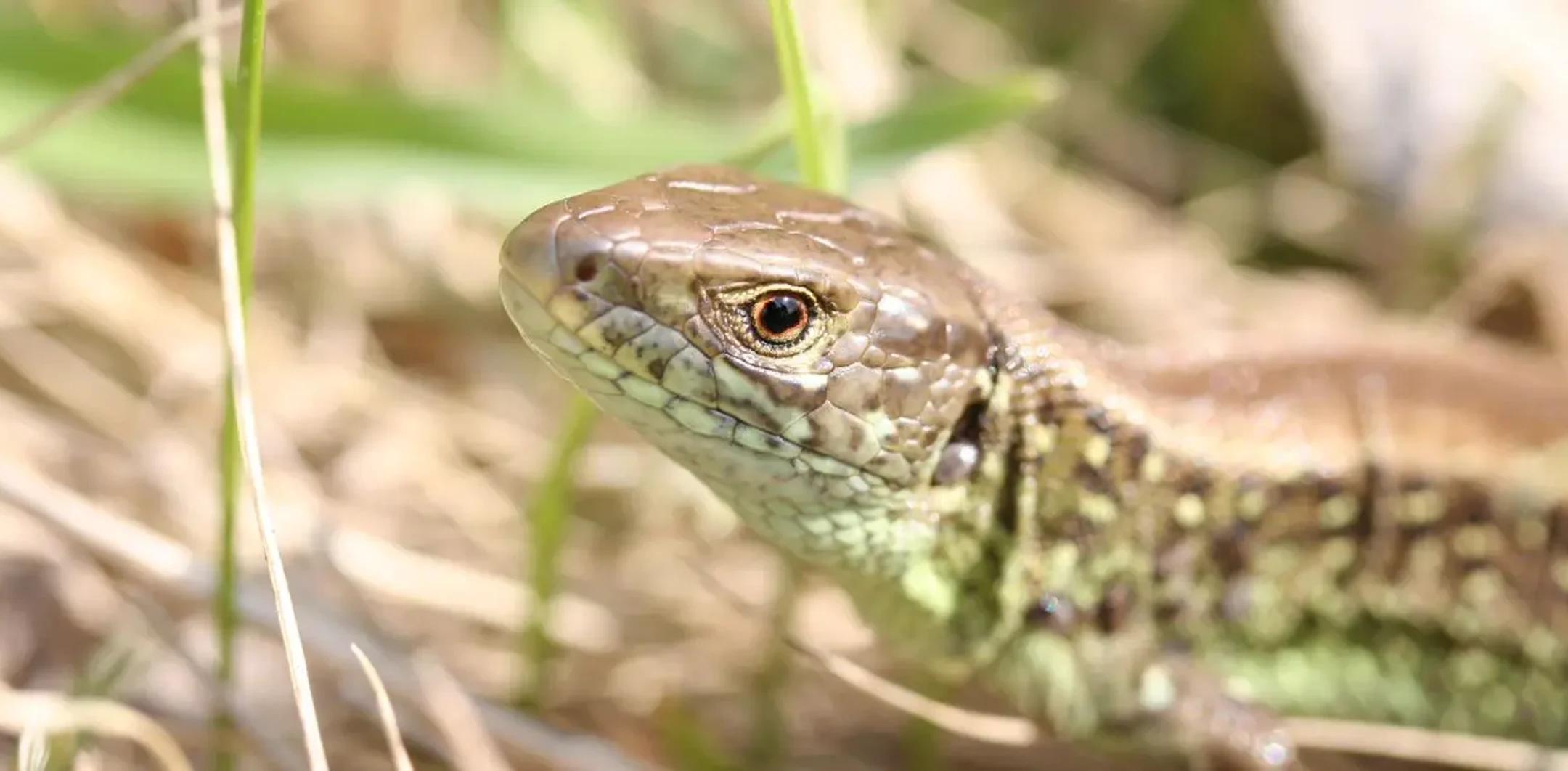 Natur trifft Stadtplanung: Citizen Science Am Heidjöchl – Artenvielfalt im Fokus